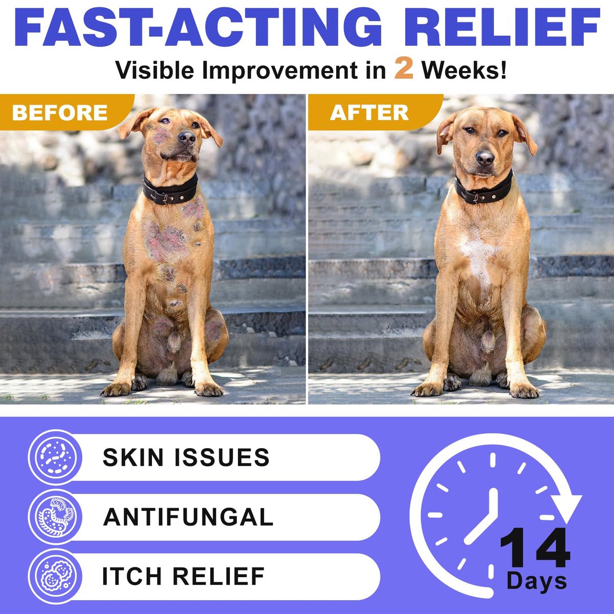 Medicated Dog Shampoo with 2% Miconazole & 2% Chlorhexidine 17 oz G7455