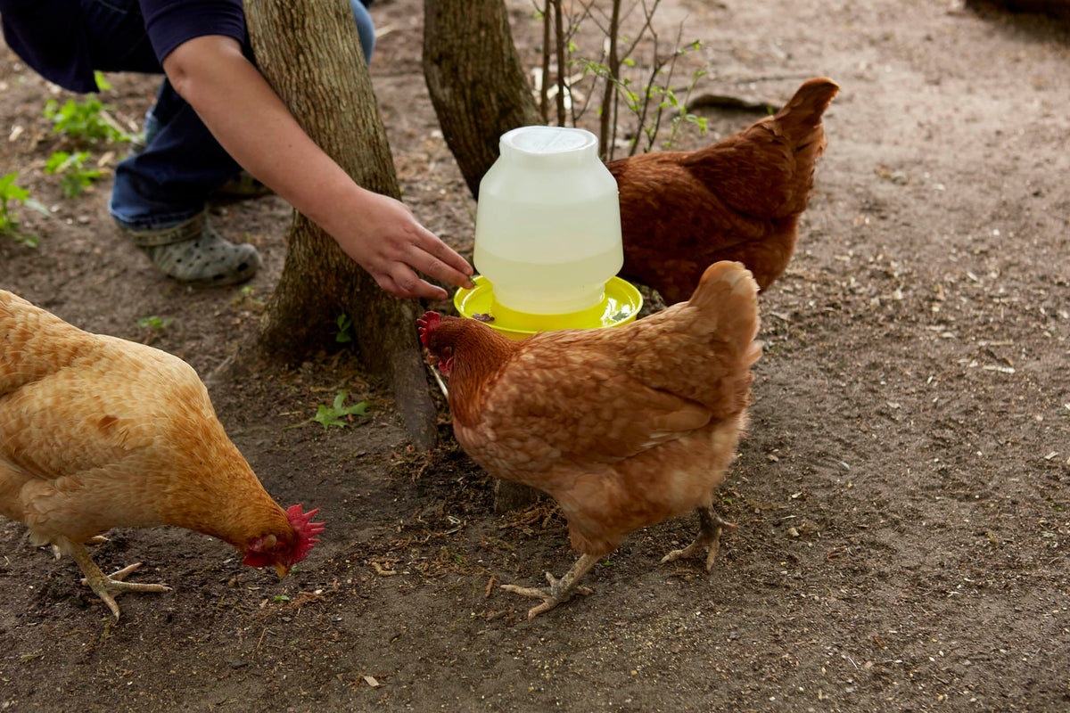 1 Gallon Yellow Plastic Poultry Waterer I829