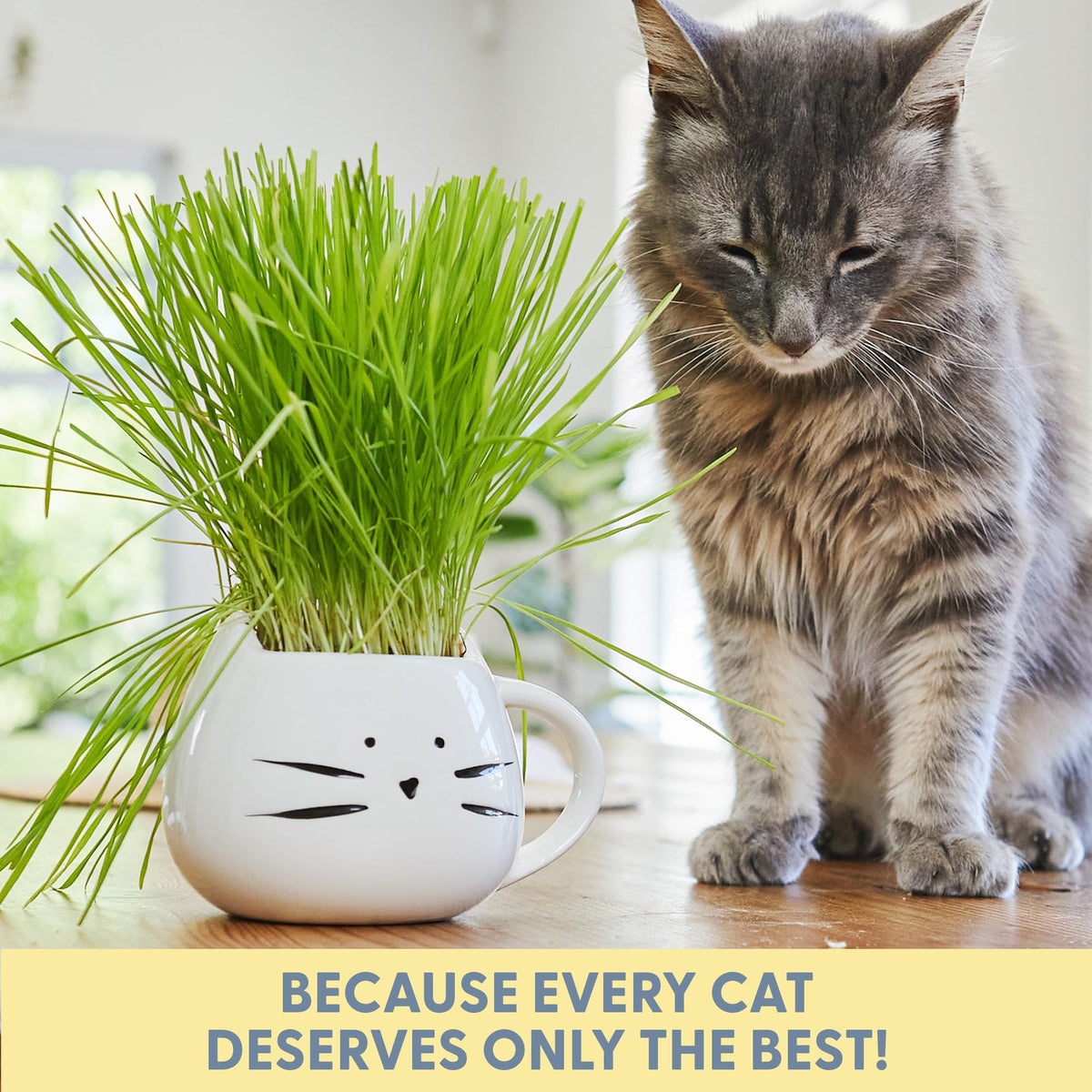 Organic Cat Grass Growing Kit with Seed Mix Soil and White Planter X484