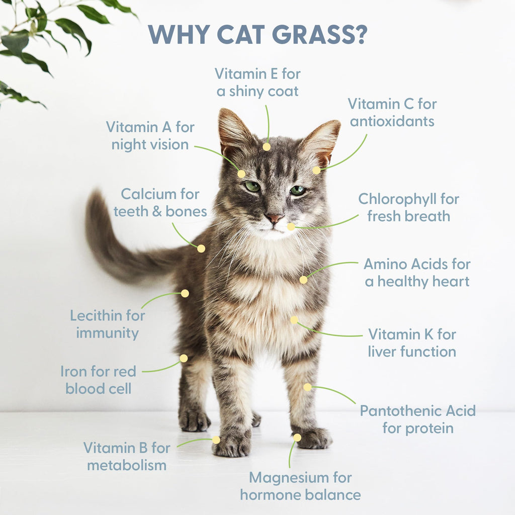 Organic Cat Grass Growing Kit with Seed Mix Soil and White Planter X484